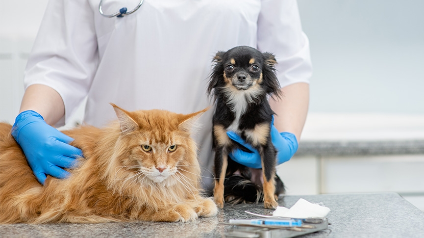 毛孩經濟崛起-香港寵物主必讀-寵物消費趨勢與精明選擇